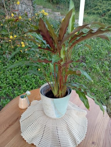 Cache-pot moyen Lagon