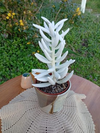 Cache-pot petit Sève