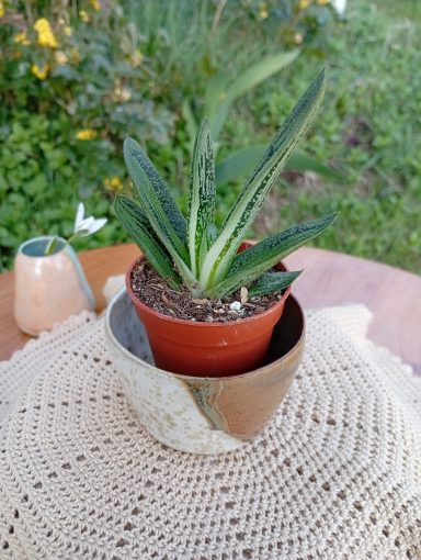 Cache-pot mini Sève